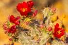 USA-Arizona-Saguaro National Park Close-up of cholla cactus flowers Art Print